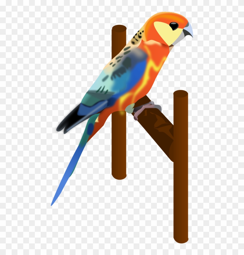 Detail Burung Beo Png Nomer 4