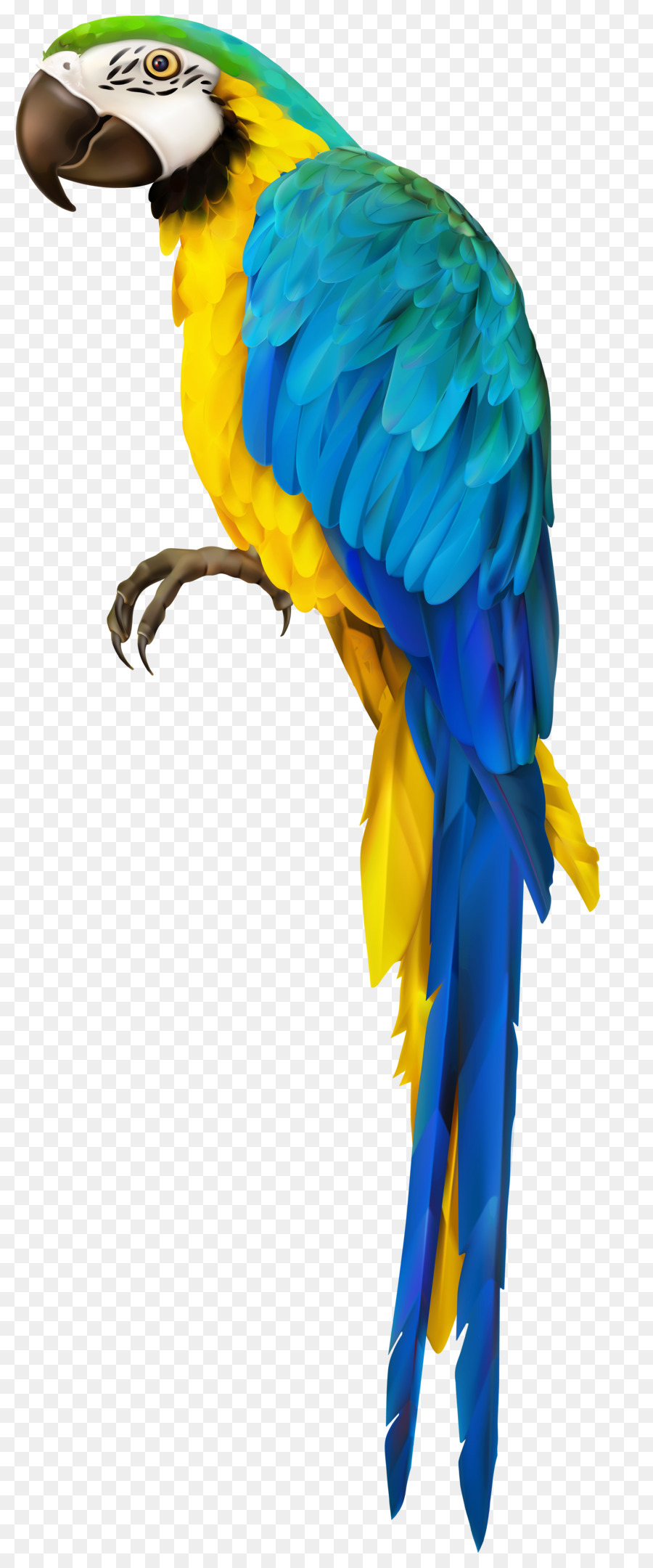 Detail Burung Beo Png Nomer 50