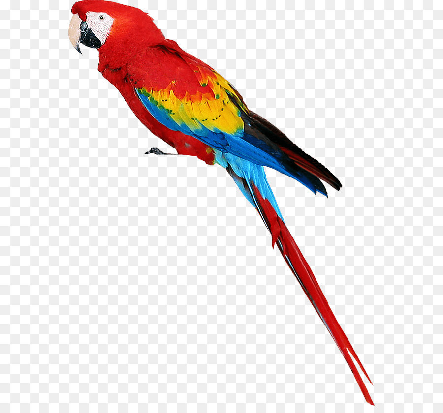 Detail Burung Beo Png Nomer 9