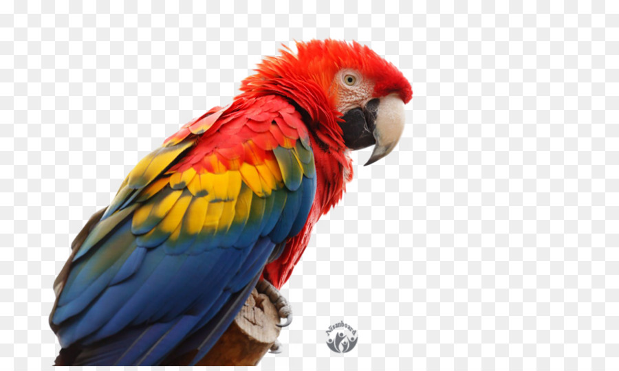 Detail Burung Beo Png Nomer 10
