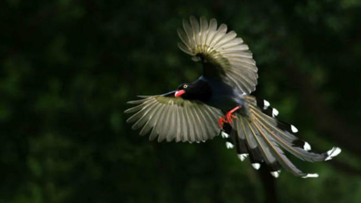 Detail Burung Berbulu Indah Nomer 30