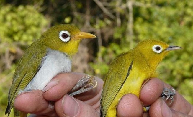 Detail Burung Berbulu Indah Nomer 43