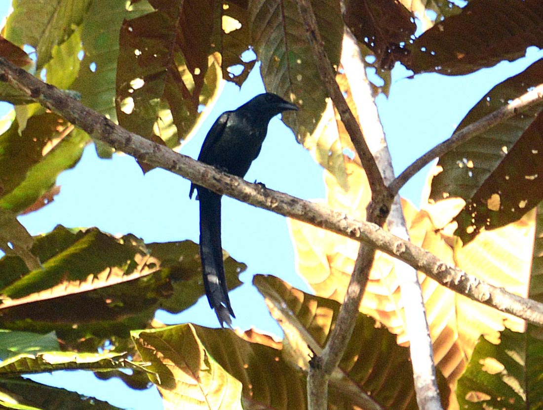 Detail Burung Berekor Panjang Nomer 14