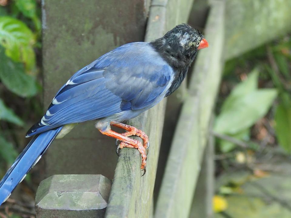 Detail Burung Berekor Panjang Nomer 16