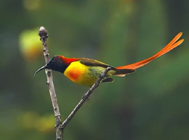 Detail Burung Berekor Panjang Nomer 3