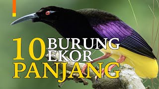 Detail Burung Berekor Panjang Nomer 25