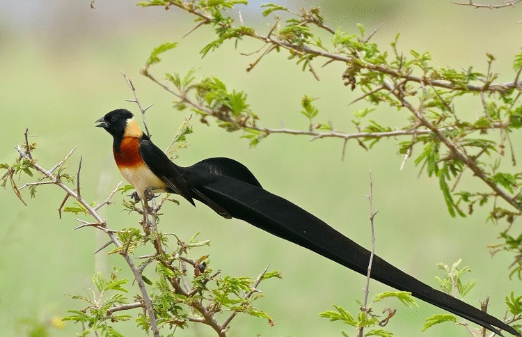 Detail Burung Berekor Panjang Nomer 37