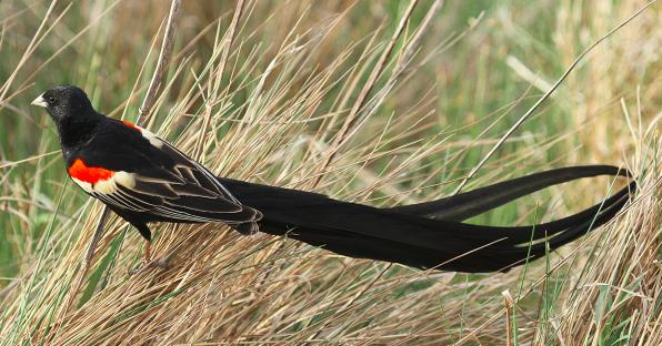 Detail Burung Berekor Panjang Nomer 5