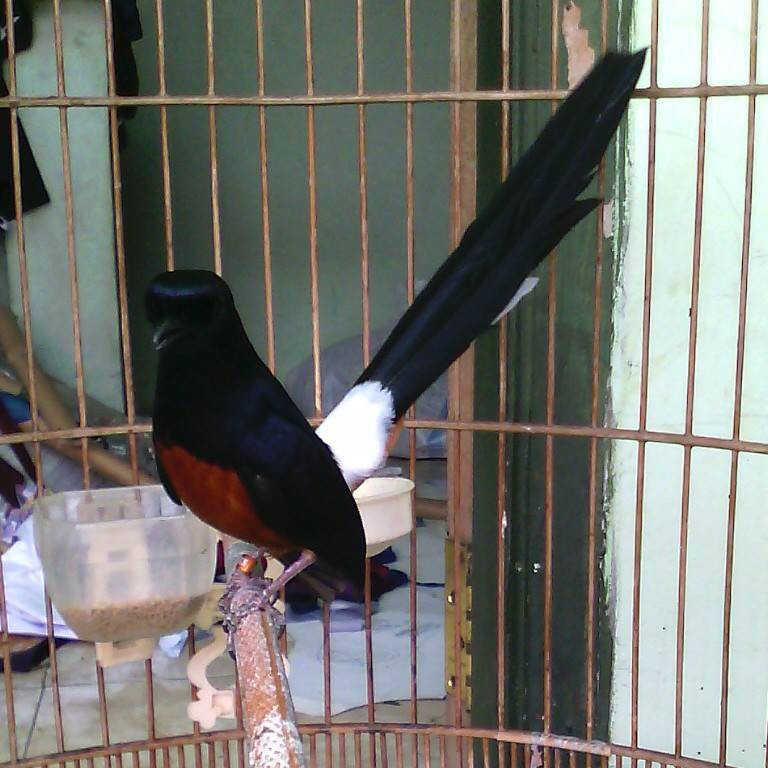 Download Burung Berekor Panjang Nomer 41