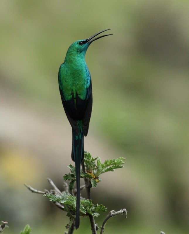 Detail Burung Berekor Panjang Nomer 49