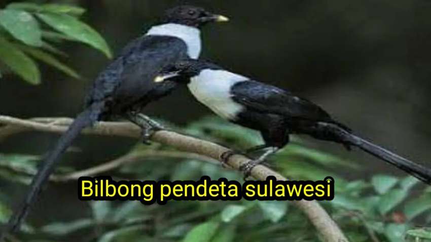 Detail Burung Berekor Panjang Nomer 50