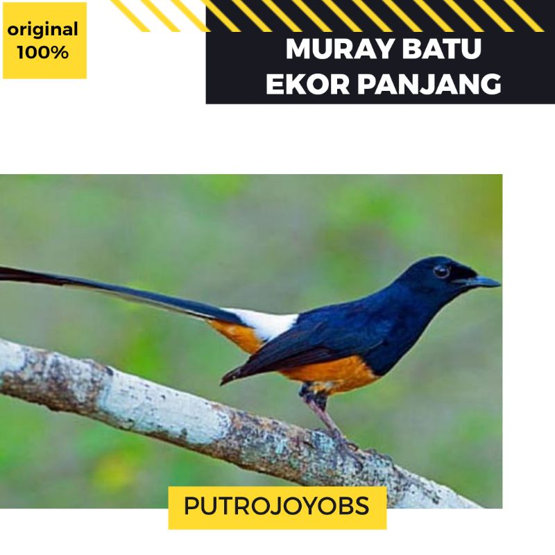 Detail Burung Berekor Panjang Nomer 53