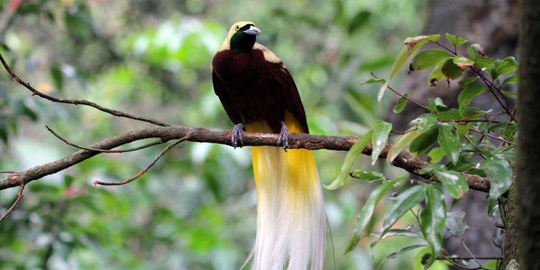 Detail Burung Berekor Panjang Nomer 10