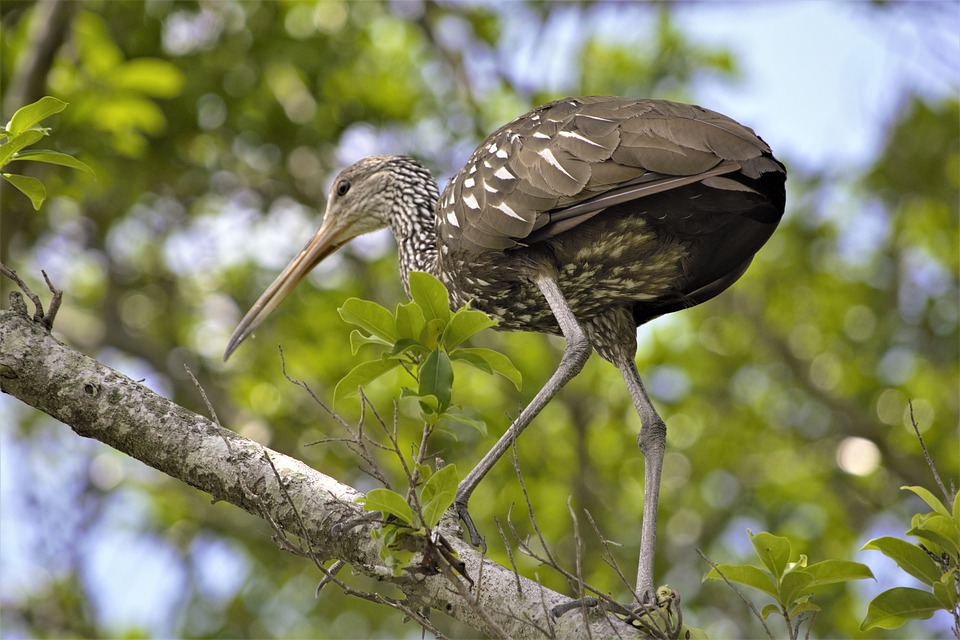 Detail Burung Berkaki Panjang Nomer 19