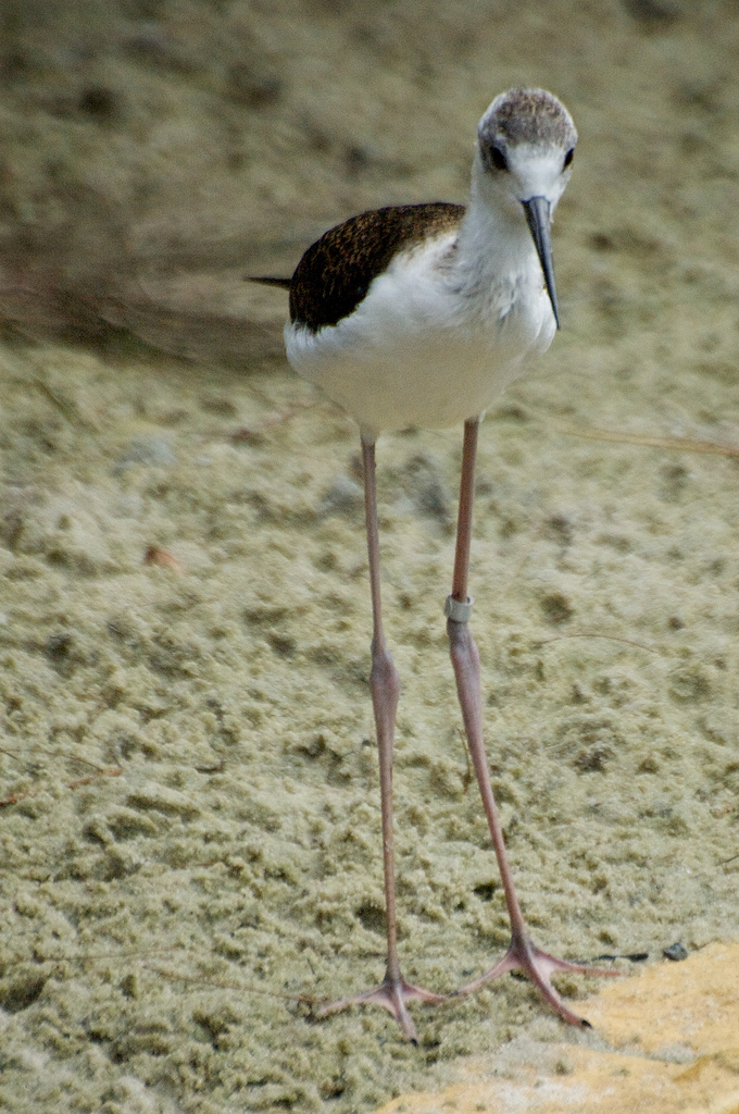 Detail Burung Berkaki Panjang Nomer 7