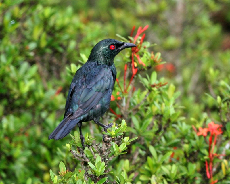 Detail Burung Bermata Merah Nomer 2