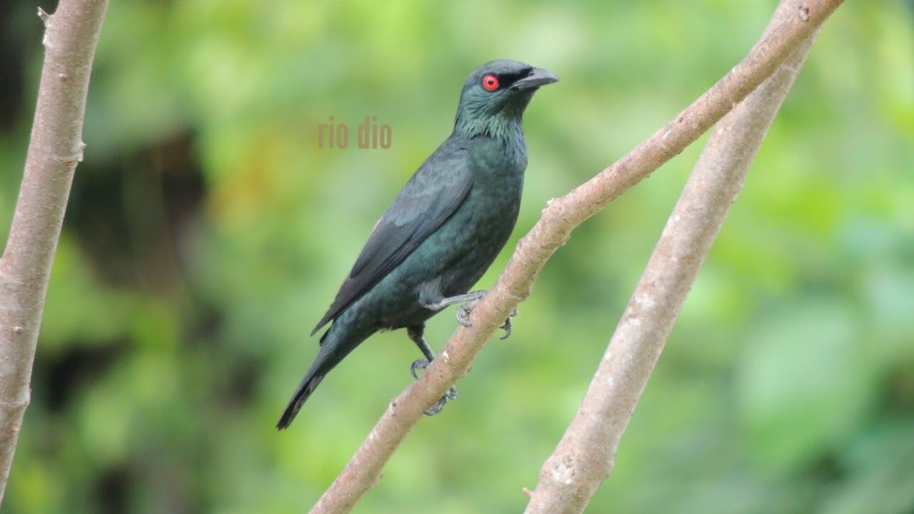 Detail Burung Bermata Merah Nomer 14