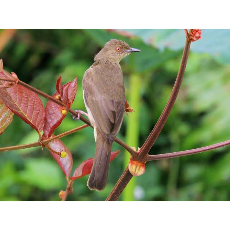 Detail Burung Bermata Merah Nomer 16