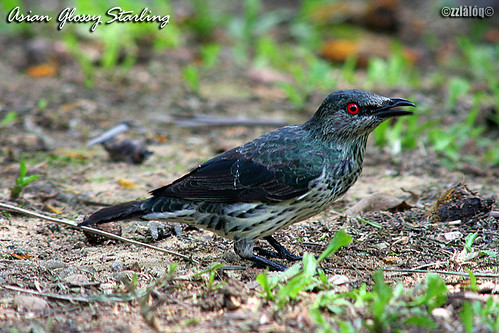 Detail Burung Bermata Merah Nomer 18