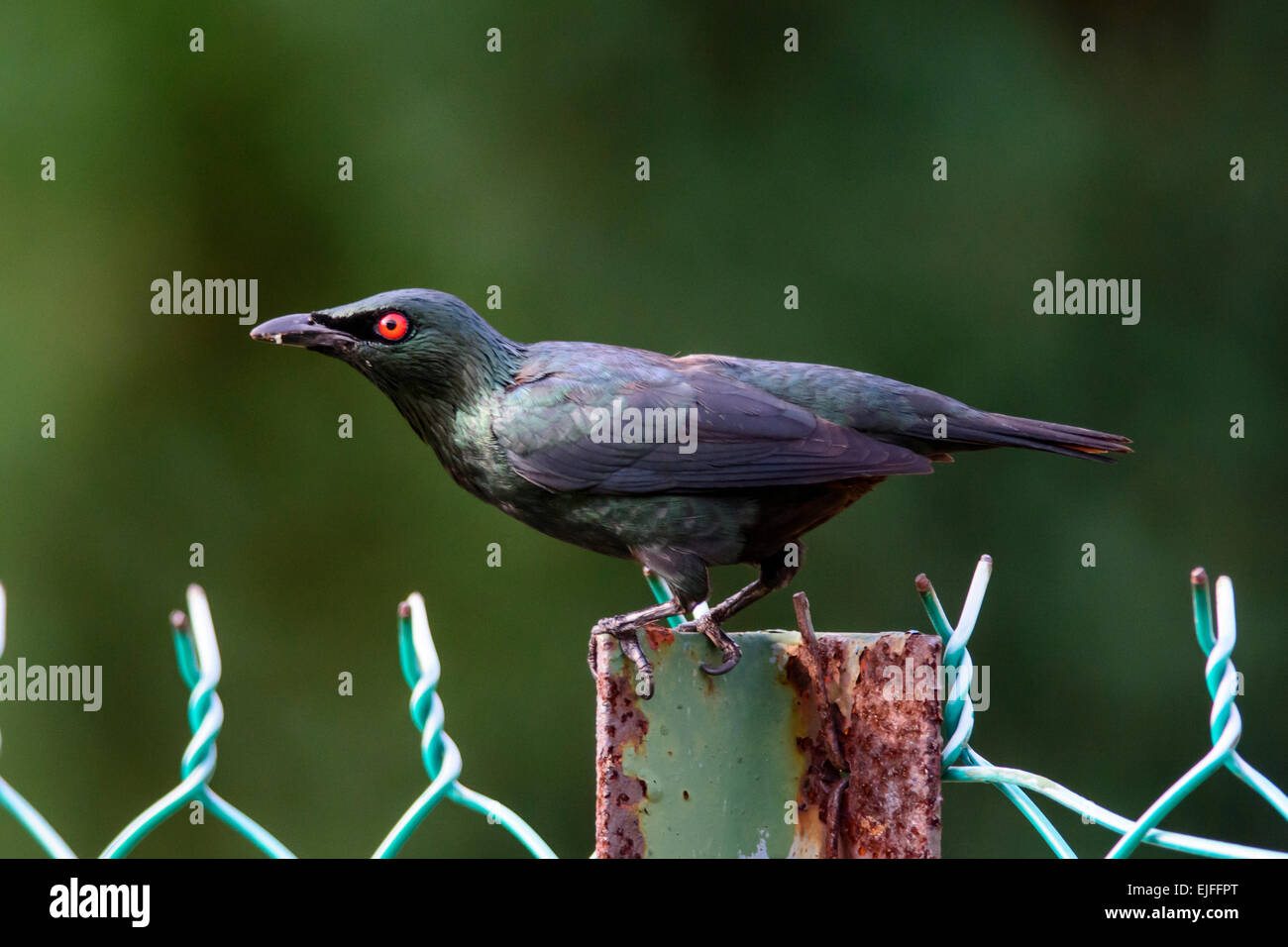 Detail Burung Bermata Merah Nomer 20