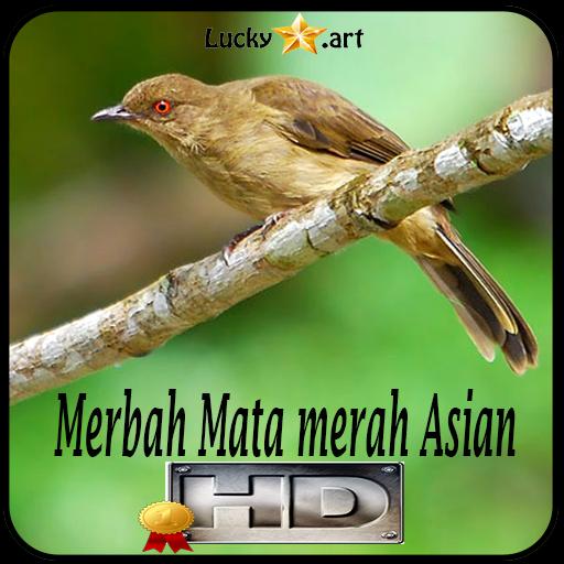 Detail Burung Bermata Merah Nomer 21