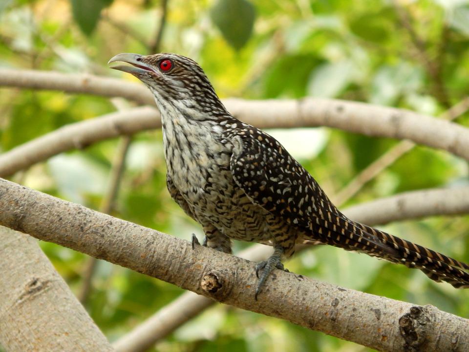 Detail Burung Bermata Merah Nomer 22