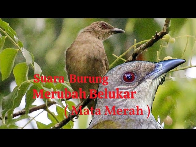 Detail Burung Bermata Merah Nomer 24