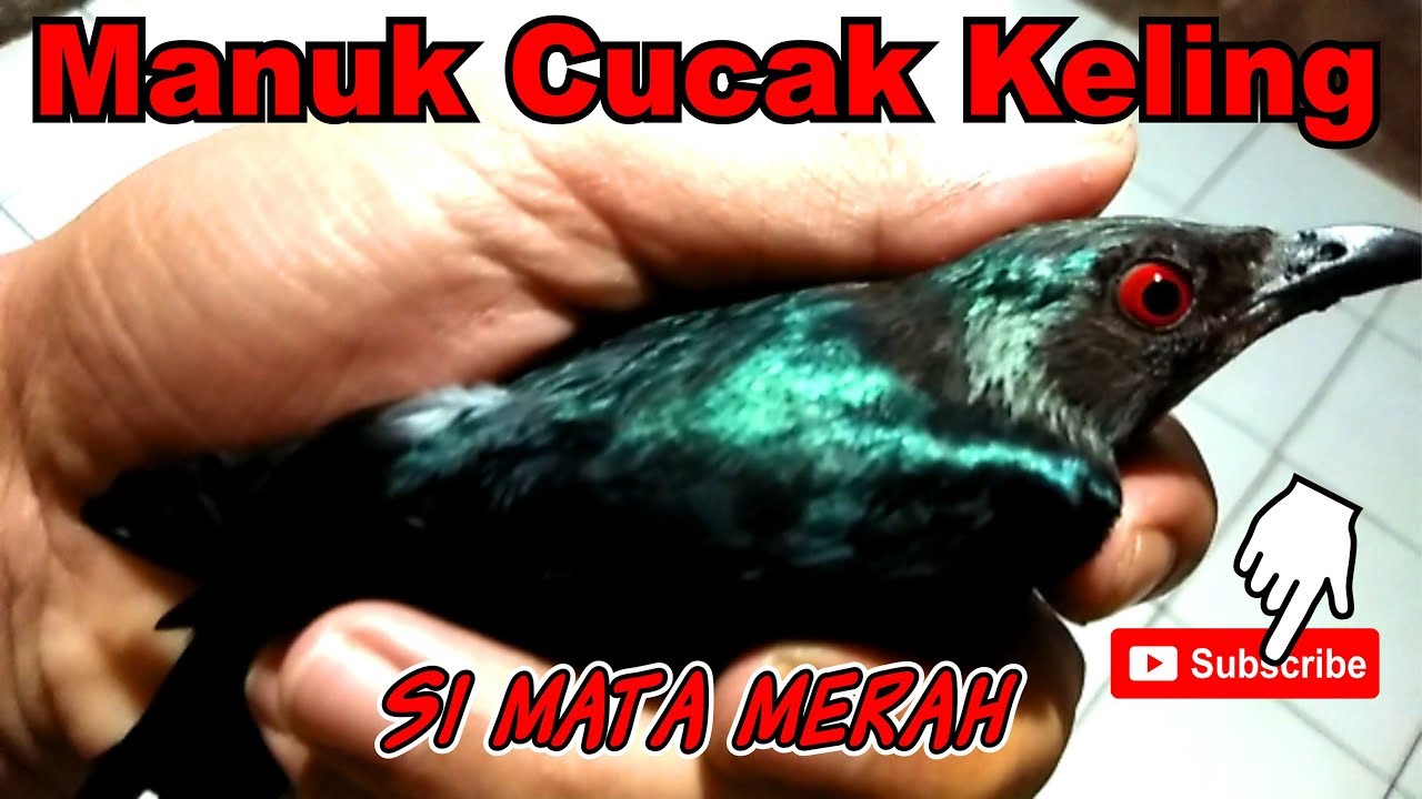 Detail Burung Bermata Merah Nomer 4