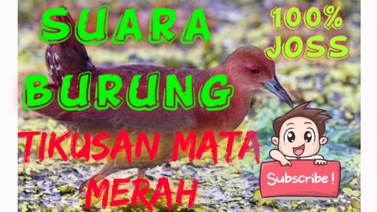 Detail Burung Bermata Merah Nomer 34