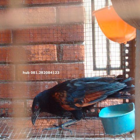 Detail Burung Bermata Merah Nomer 37