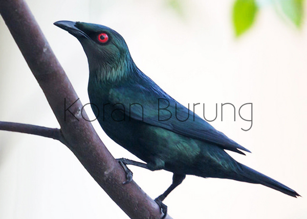 Detail Burung Bermata Merah Nomer 5