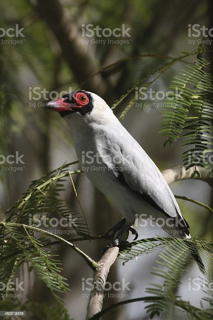 Detail Burung Bermata Merah Nomer 39