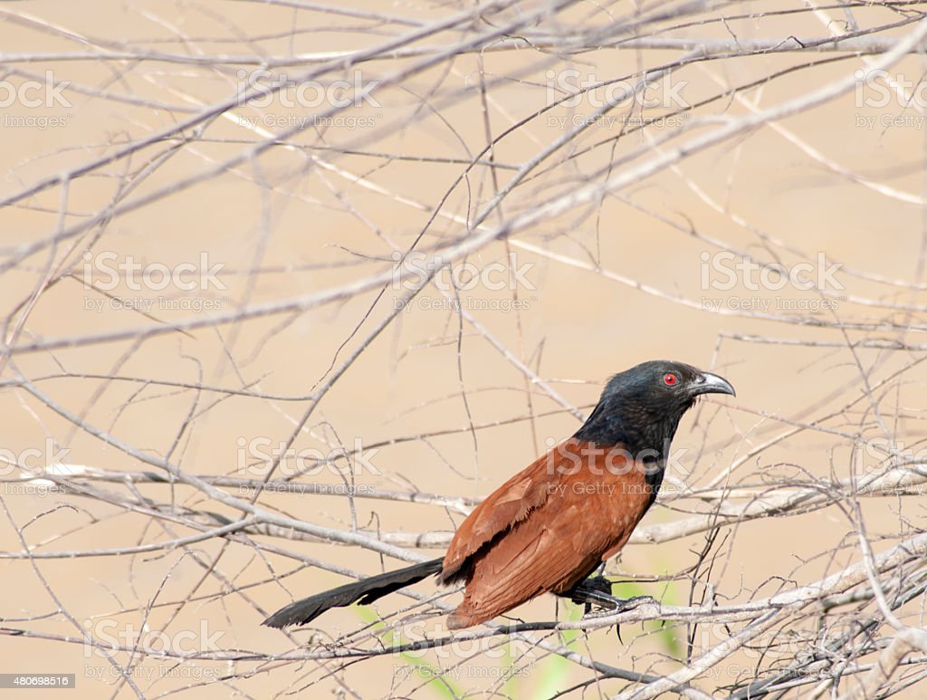 Detail Burung Bermata Merah Nomer 40