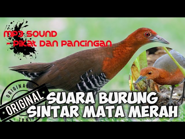 Detail Burung Bermata Merah Nomer 45