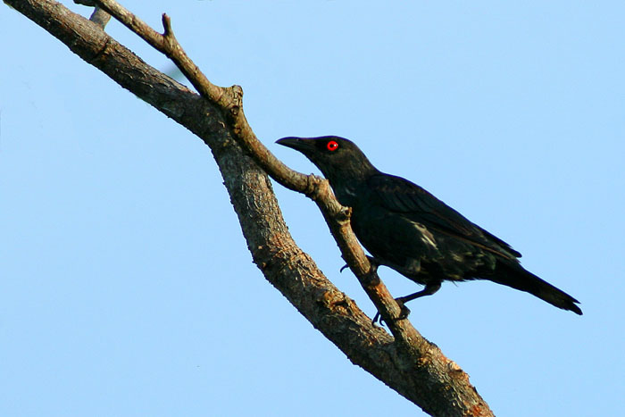 Detail Burung Bermata Merah Nomer 6