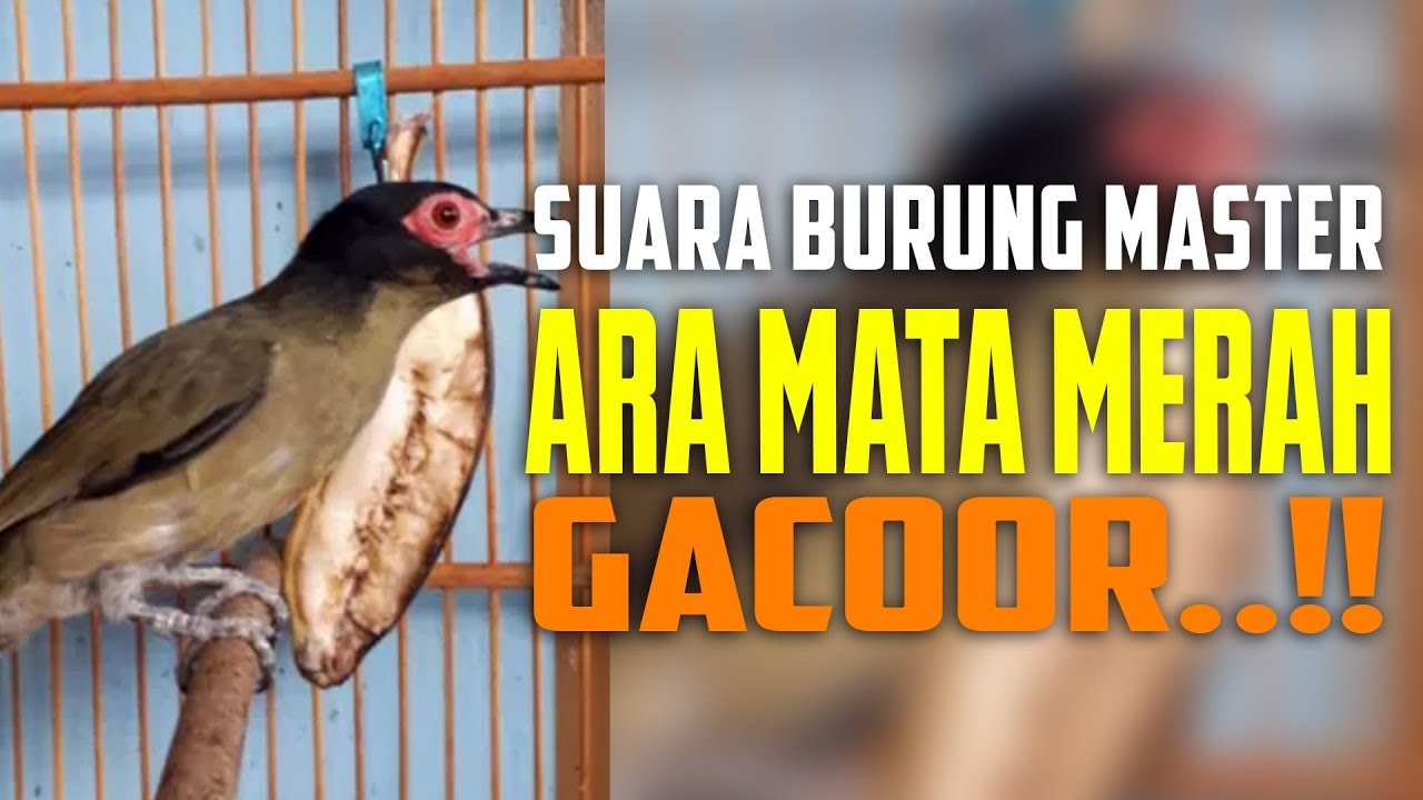 Detail Burung Bermata Merah Nomer 48