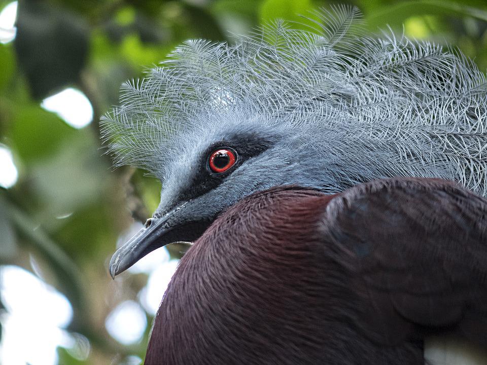 Detail Burung Bermata Merah Nomer 55