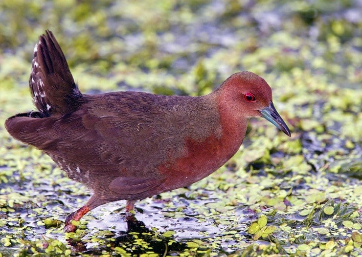 Detail Burung Bermata Merah Nomer 7