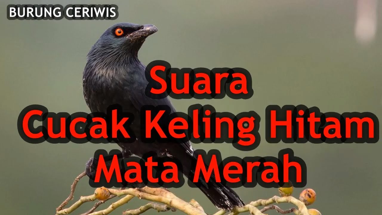 Detail Burung Bermata Merah Nomer 8