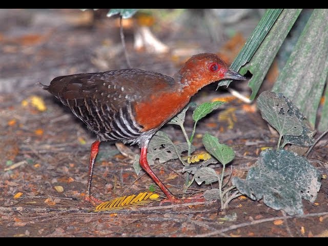 Detail Burung Bermata Merah Nomer 10