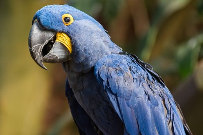 Detail Burung Berwarna Biru Nomer 2