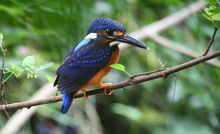 Detail Burung Berwarna Biru Nomer 23