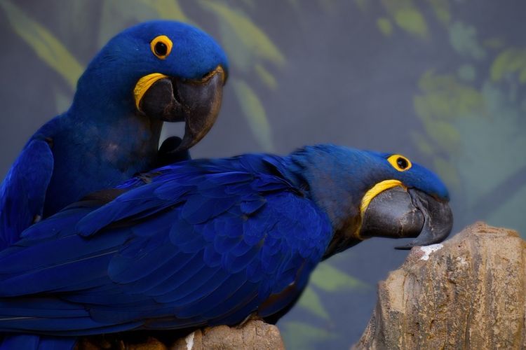 Detail Burung Berwarna Biru Nomer 25