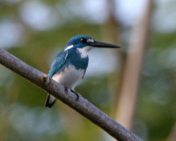 Detail Burung Berwarna Biru Nomer 29