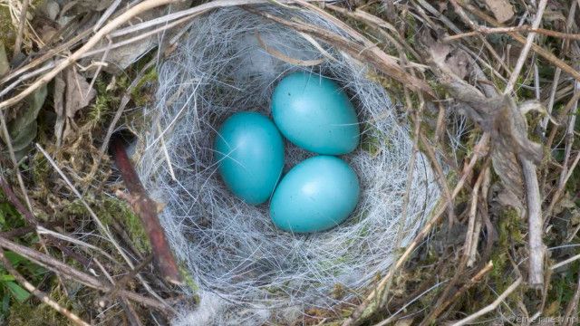 Detail Burung Berwarna Biru Nomer 31