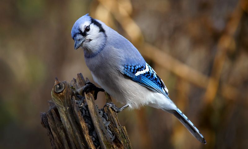 Detail Burung Berwarna Biru Nomer 35