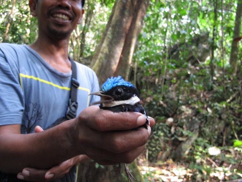 Detail Burung Berwarna Biru Nomer 36