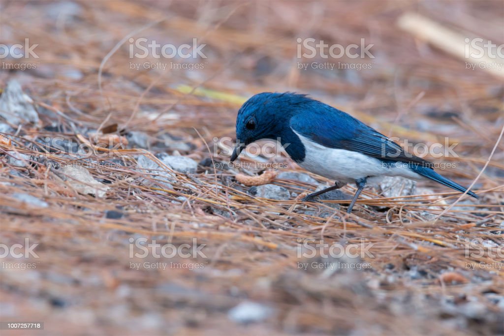 Detail Burung Berwarna Biru Nomer 45