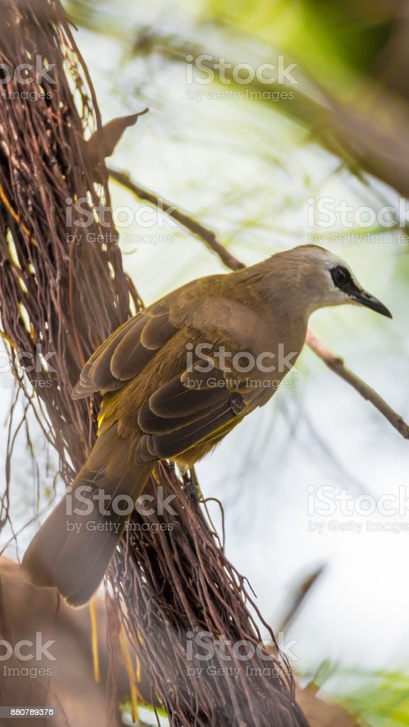 Detail Burung Berwarna Coklat Nomer 13