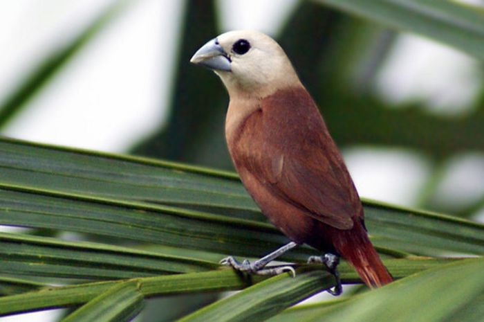 Detail Burung Berwarna Coklat Nomer 14